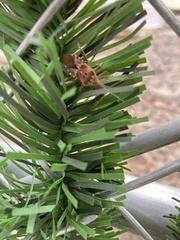 Leptoglossus occidentalis