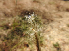 Bothriochloa longipaniculata