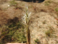 Bothriochloa longipaniculata
