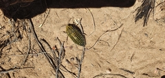 Julodis fascicularis