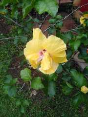 Hibiscus