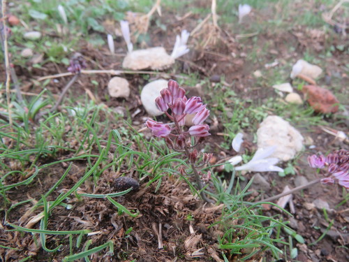 Autumn Squill (Prospero autumnale)