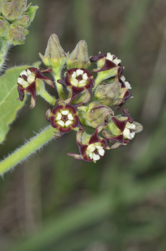 Image of Oxypetalum Arnottianum (Oxypetalum arnottianum) by (c) aacocucci, some rights reserved (CC BY)
