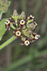 Oxypetalum arnottianum