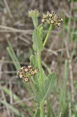Oxypetalum arnottianum