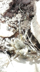 Arctosa cinerea