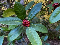 Ilex latifolia