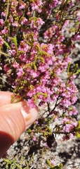 Erica argentea