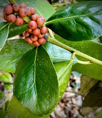 Ilex latifolia