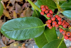 Ilex latifolia