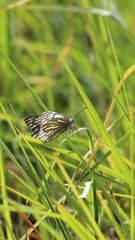 Tatochila xanthodice