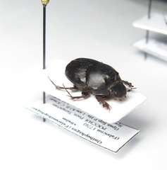 Onthophagus vitulus