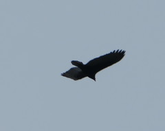 Cathartes aura