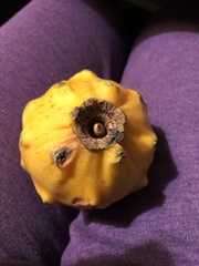 Selenicereus megalanthus