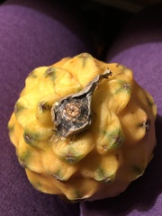 Selenicereus megalanthus