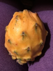 Selenicereus megalanthus
