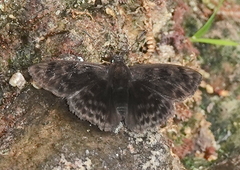 Pachyneuria duidae duidae