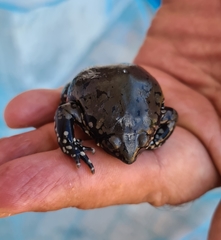 Dermatonotus muelleri