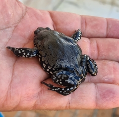 Dermatonotus muelleri