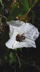 Xylocopa tabaniformis melanosoma