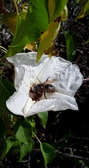 Xylocopa tabaniformis melanosoma