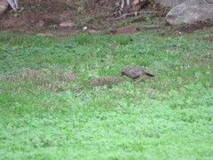 Melozone crissalis