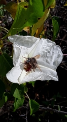 Xylocopa tabaniformis melanosoma