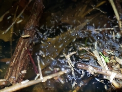 Chiasmocleis mantiqueira