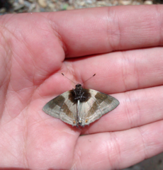 Lamprospilus coelicolor