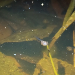 Chiasmocleis mantiqueira