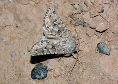 Anarta longicucullus