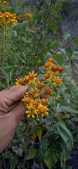 Zaluzania montagnifolia