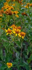 Zaluzania montagnifolia