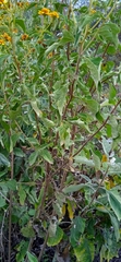Zaluzania montagnifolia