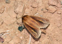 Globia sparganii