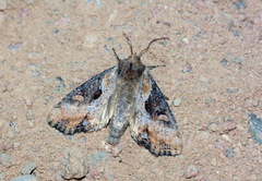 Lateroligia ophiogramma