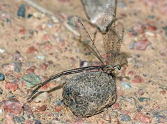 Mesonemurus guentheri