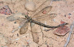 Mesonemurus guentheri