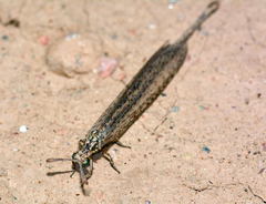 Mesonemurus guentheri