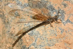 Neuroleon nemausiensis