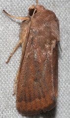 Proteuxoa porphyrescens