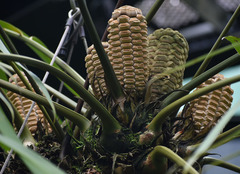 Zamia pseudoparasitica