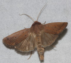 Proteuxoa porphyrescens
