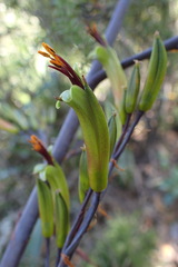 Phormium cookianum
