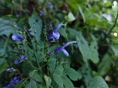 Salvia clarkcowanii