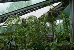 Zamia pseudoparasitica