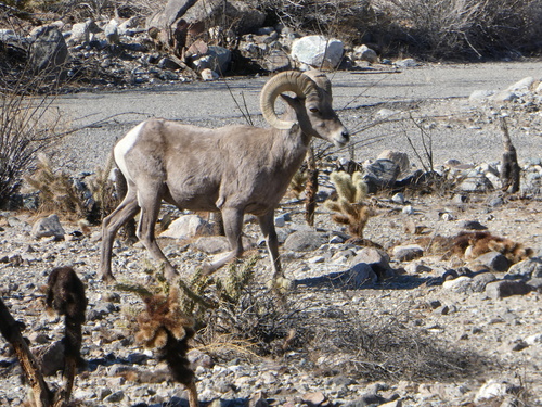 iNaturalist observation photo of Desert Bighorn Sheep