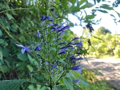 Salvia clarkcowanii
