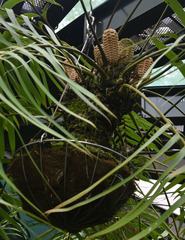 Zamia pseudoparasitica