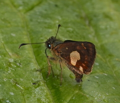 Dalla xantha